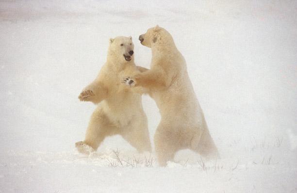 A polar bear dance, a doomed thresher shark, and a crowd of giant tortoises gathered at dawn are just a few of the stunning images that have been selected as the Top 40 Nature Photographs of all time to celebrate the inaugural Green Auction on the 40th annual Earth Day this April 22nd. We present 10 of the images in this gallery.Picture: Polar Dance. 