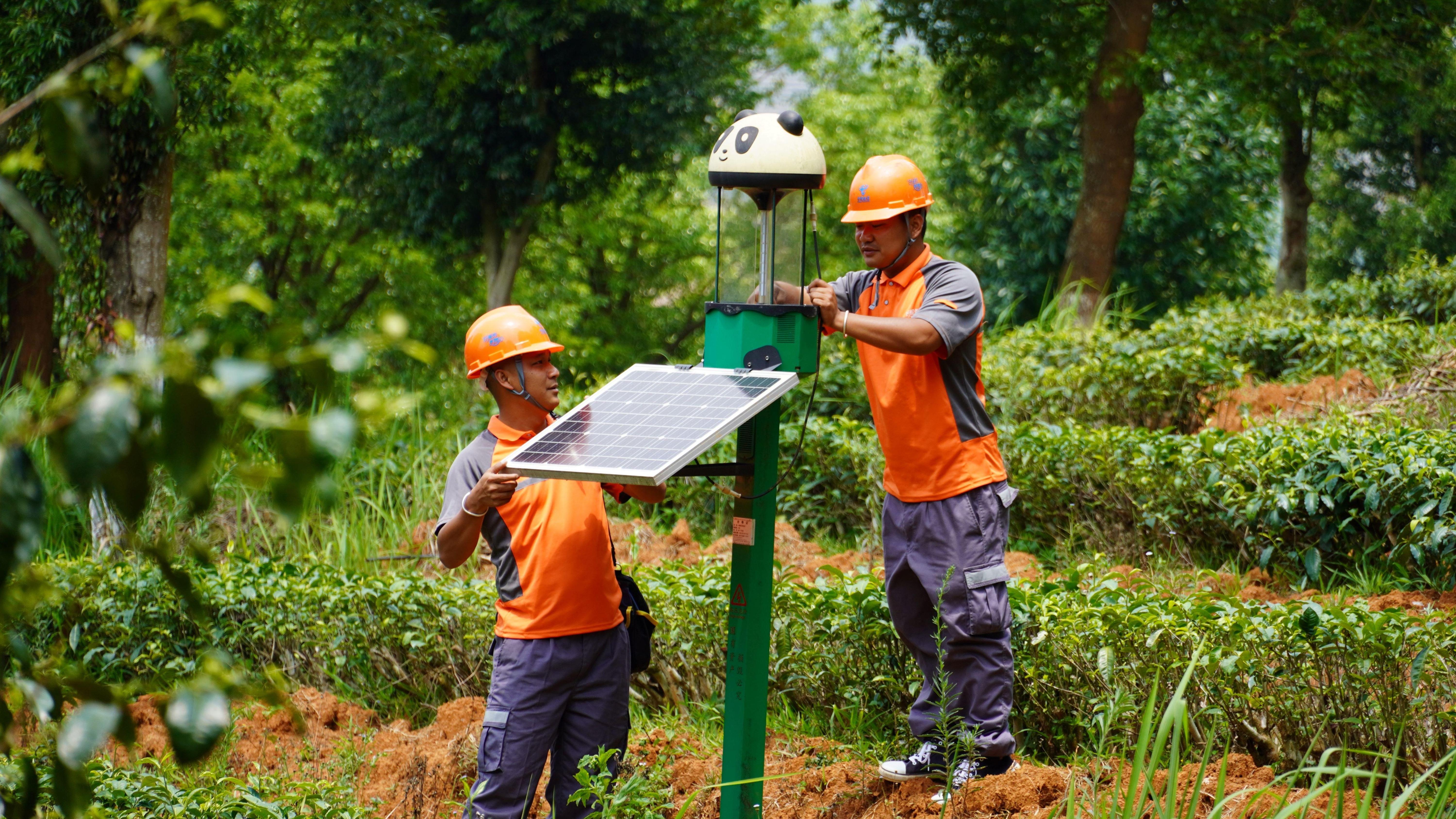 7普洱祖祥高山智慧茶园