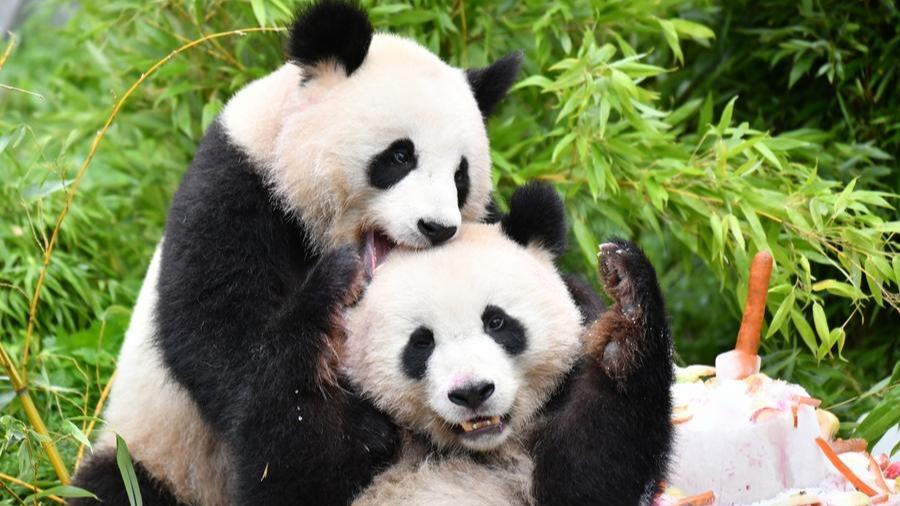 Pandas breathe warmth into Berlin's daily rhythm
