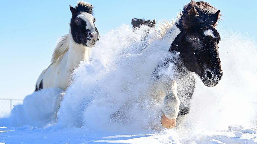 Inner Mongolia's Xilin Gol: Galloping through snow to usher in the Spring Festival
