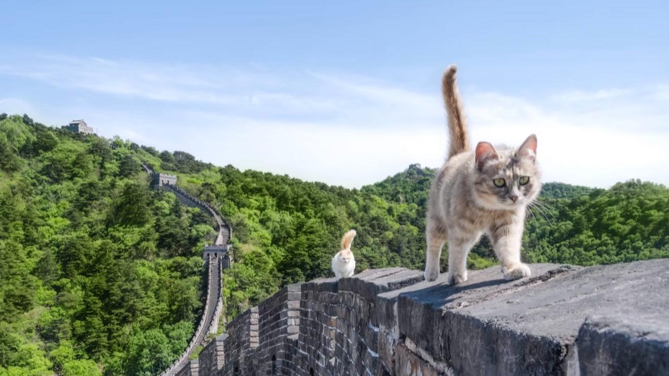 Who knew the Great Wall's latest 'stars' would be a group of cats? 🐾