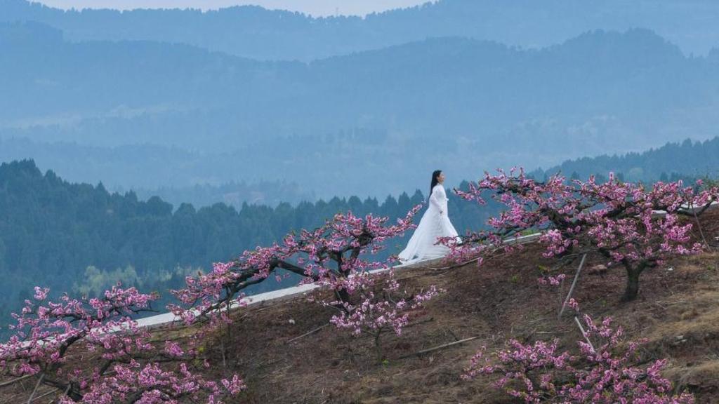 View of peach blossoms in Chengdu, China's Sichuan