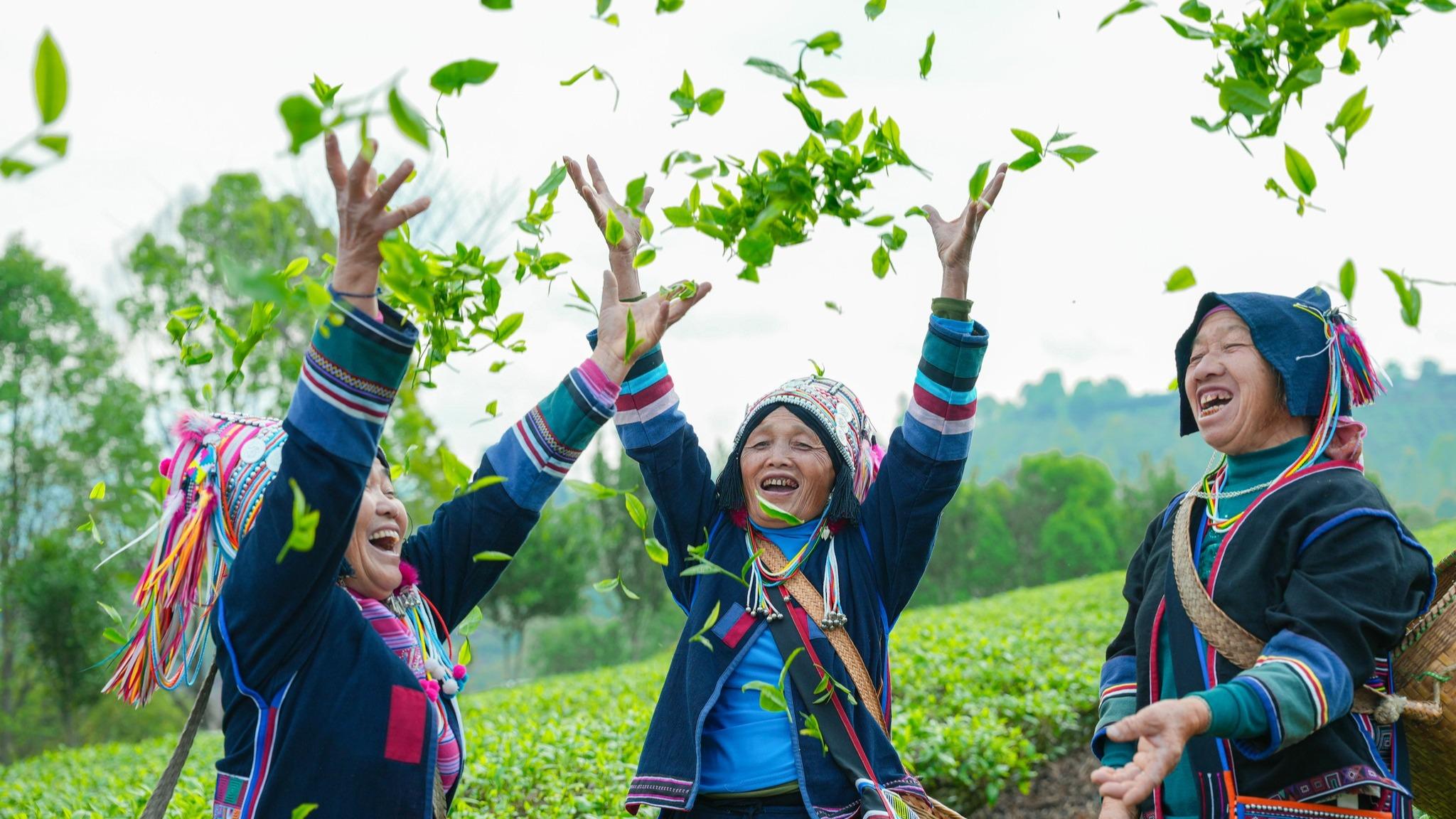 Harvest season for spring tea