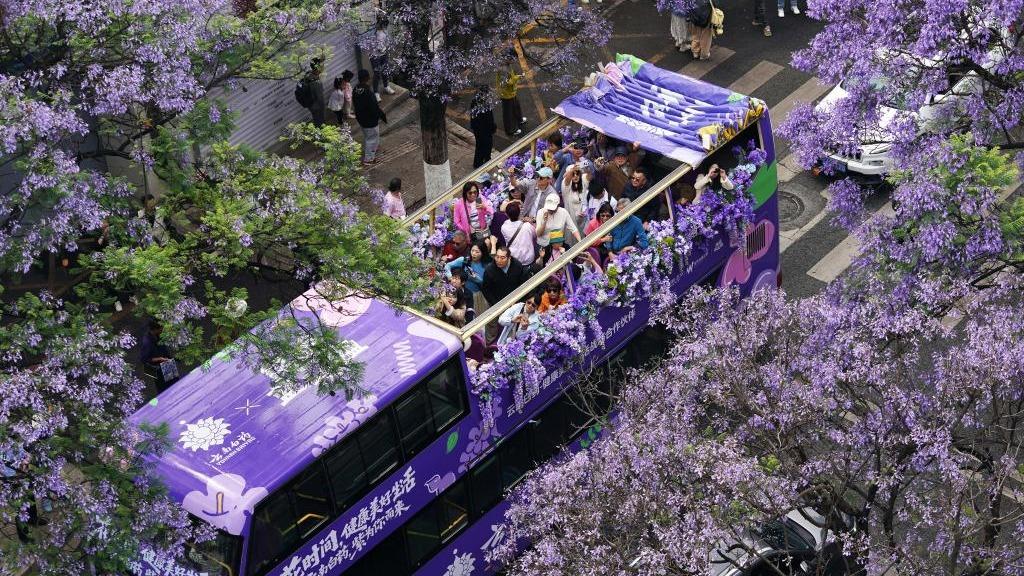 Tourists enjoy jacaranda blossoms in SW China's Yunnan