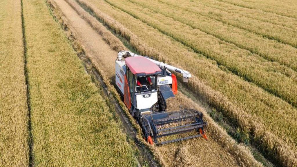 Agricultural machines harvest wheat across China