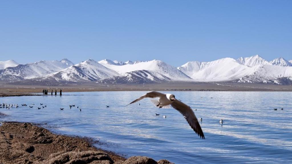 Xizang's ecological environment maintains high quality in 2025