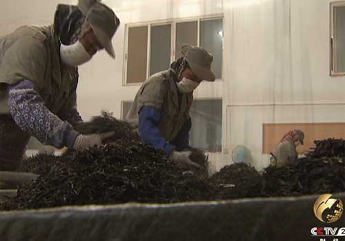 普洱茶的手工加工