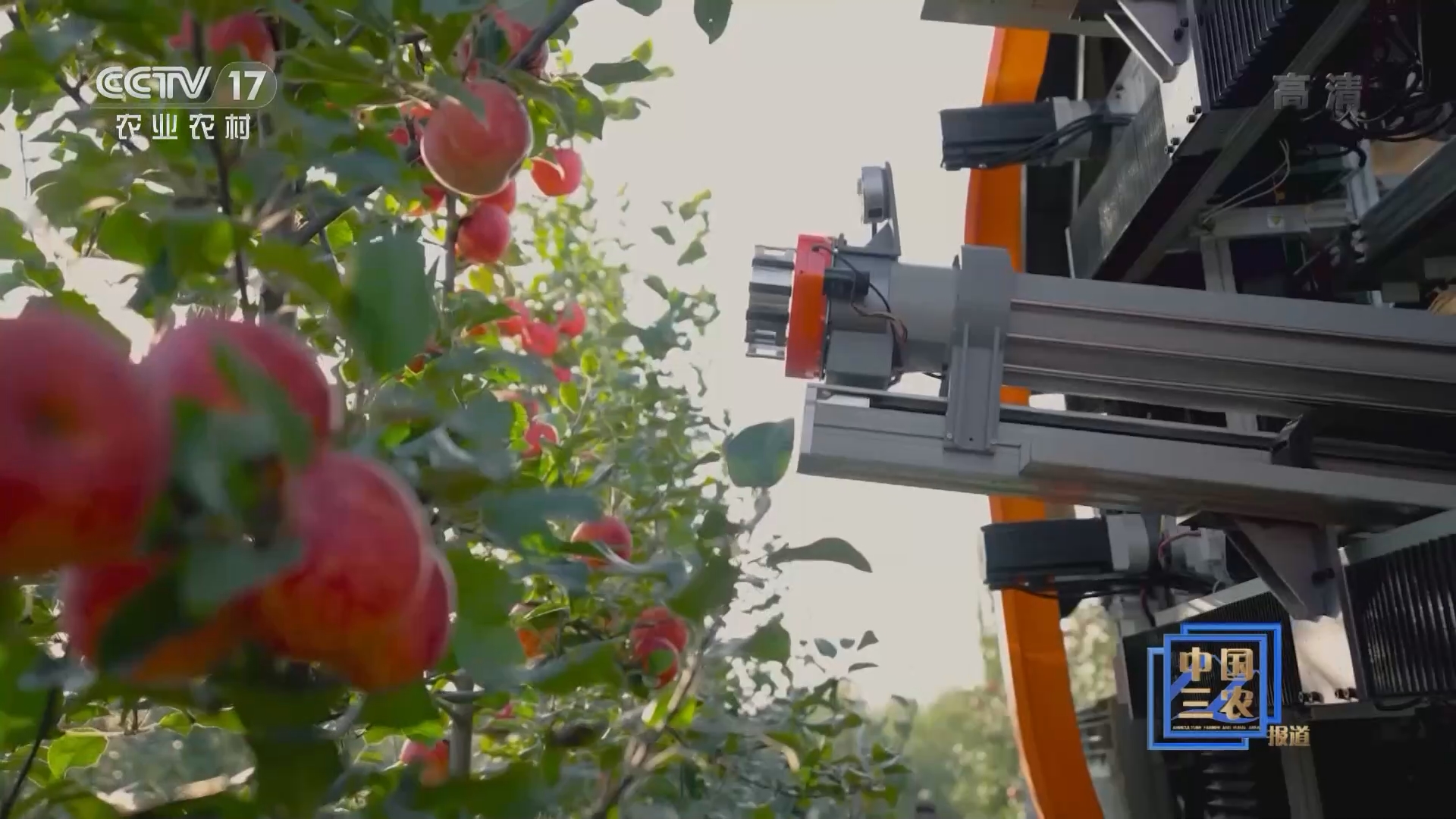中国三农报道]陕西洛川：智能机器人摘苹果
