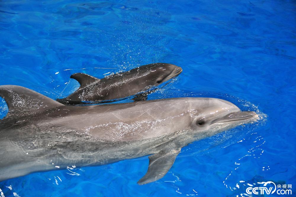 国内首例混血鲸豚兽满月