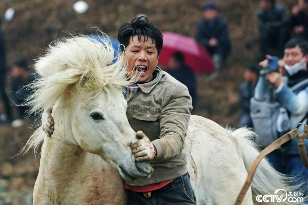 广西柳州斗马庆新春