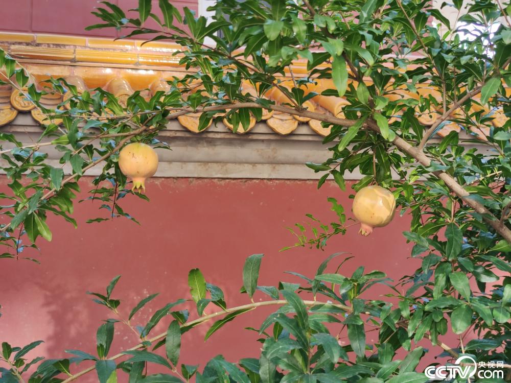 北京故宫石榴硕果累累