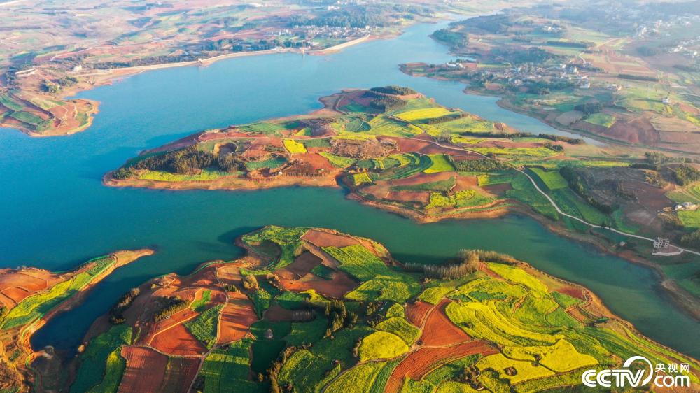 云南曲靖油菜花竞相绽放