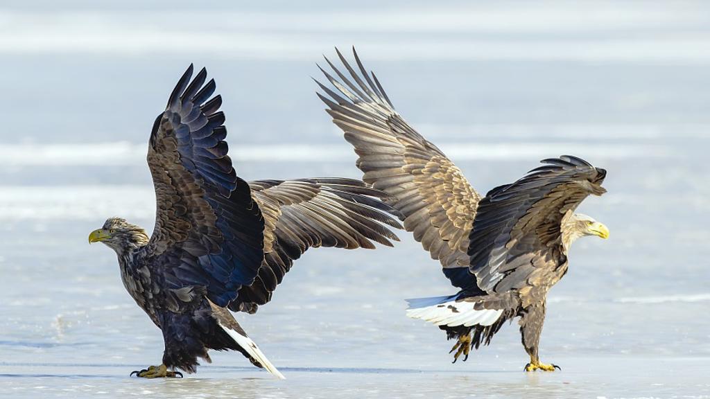 White-tailed sea eagles spotted preying aggressively in NE China