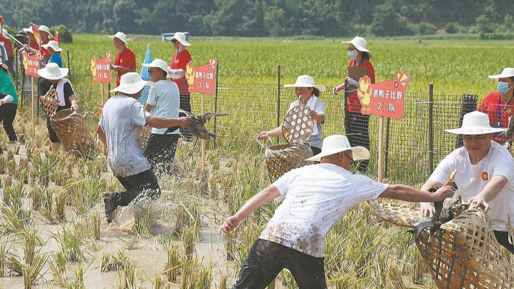 乐庆丰收——福建沙县区喜迎丰收节