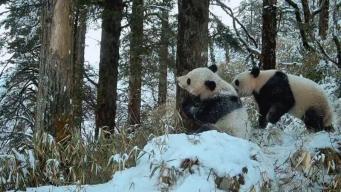 四川：红外相机成功捕捉大熊猫结伴活动珍贵画面