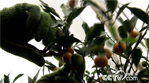 [致富经]海归姑娘进山盯上金蛋蛋 5个字换来2500万 20190225 