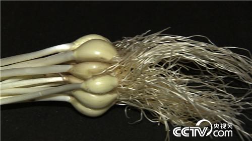 [致富经]怎么把钱赚？ 三个数字一把蒜 20190226 