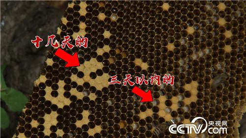 [致富经]30岁辞职创业 山里&ldquo;找&rdquo;出百万财富 20190321