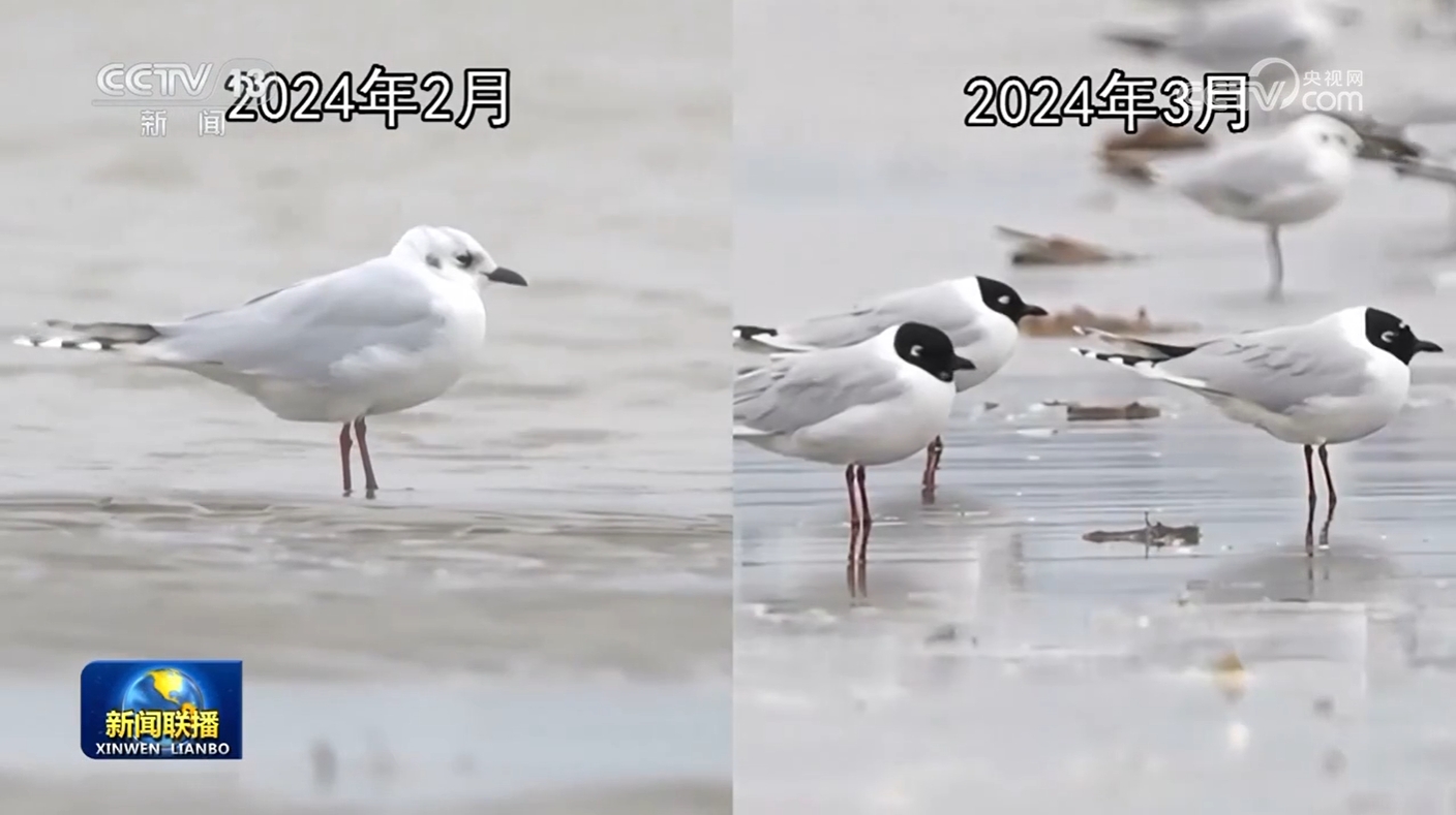 候鸟迁徙进入高峰期 科技助力保护研究_新闻频道_央视网(cctv.com)