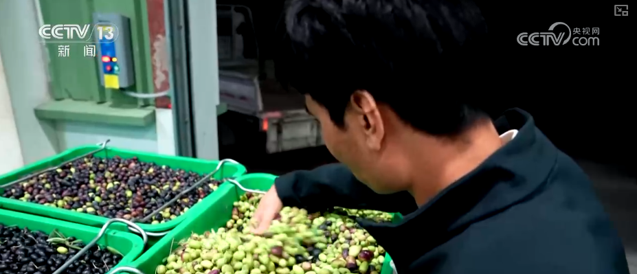 “黄金果”爆发出让人致富的巨大能量。