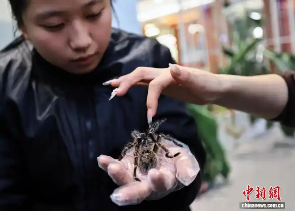 2月8日，成都森邻奇镜自然博物馆中，顾客在店员袁诗涵指导下近距离接触异宠。　中新社记者 王磊 摄